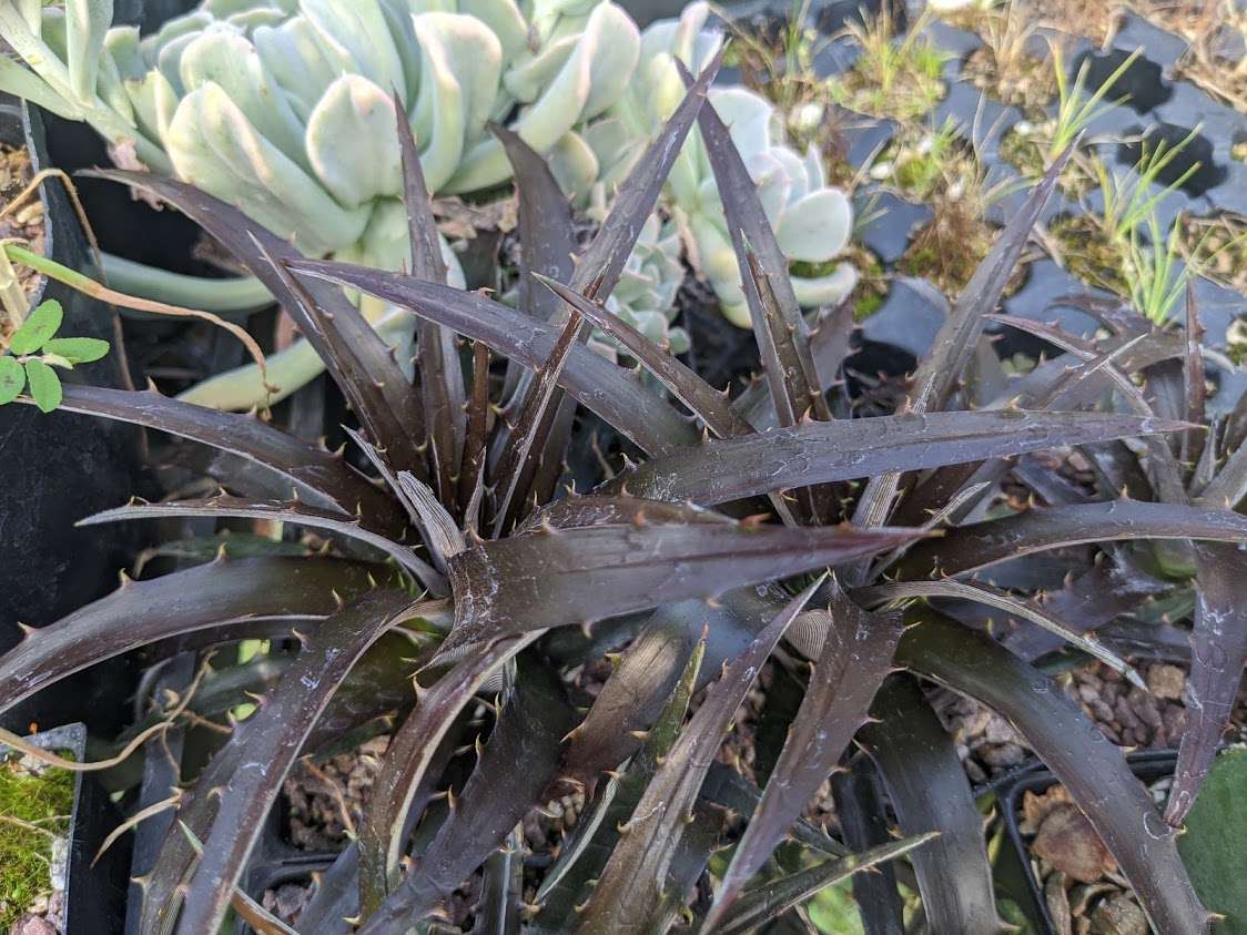 Dyckia 'Burgundy Ice'