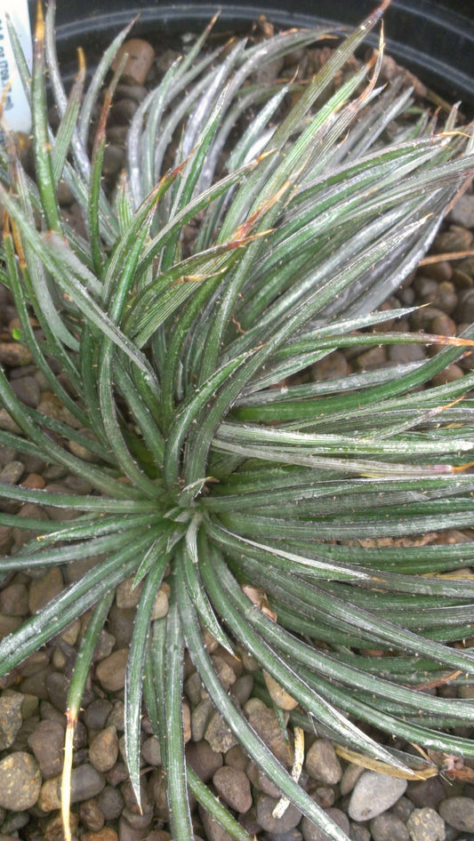 Dyckia choristaminea 'Frazzle Dazzle'