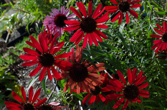 Echinacea 'Tomato Soup'