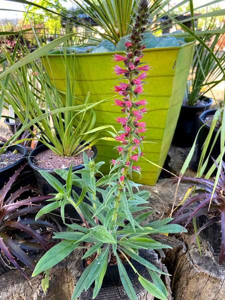 Echium amoenum 'Red Feathers'