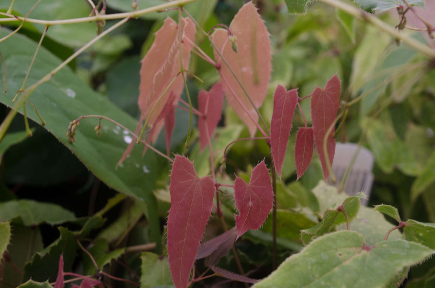 Epimedium fargesii
