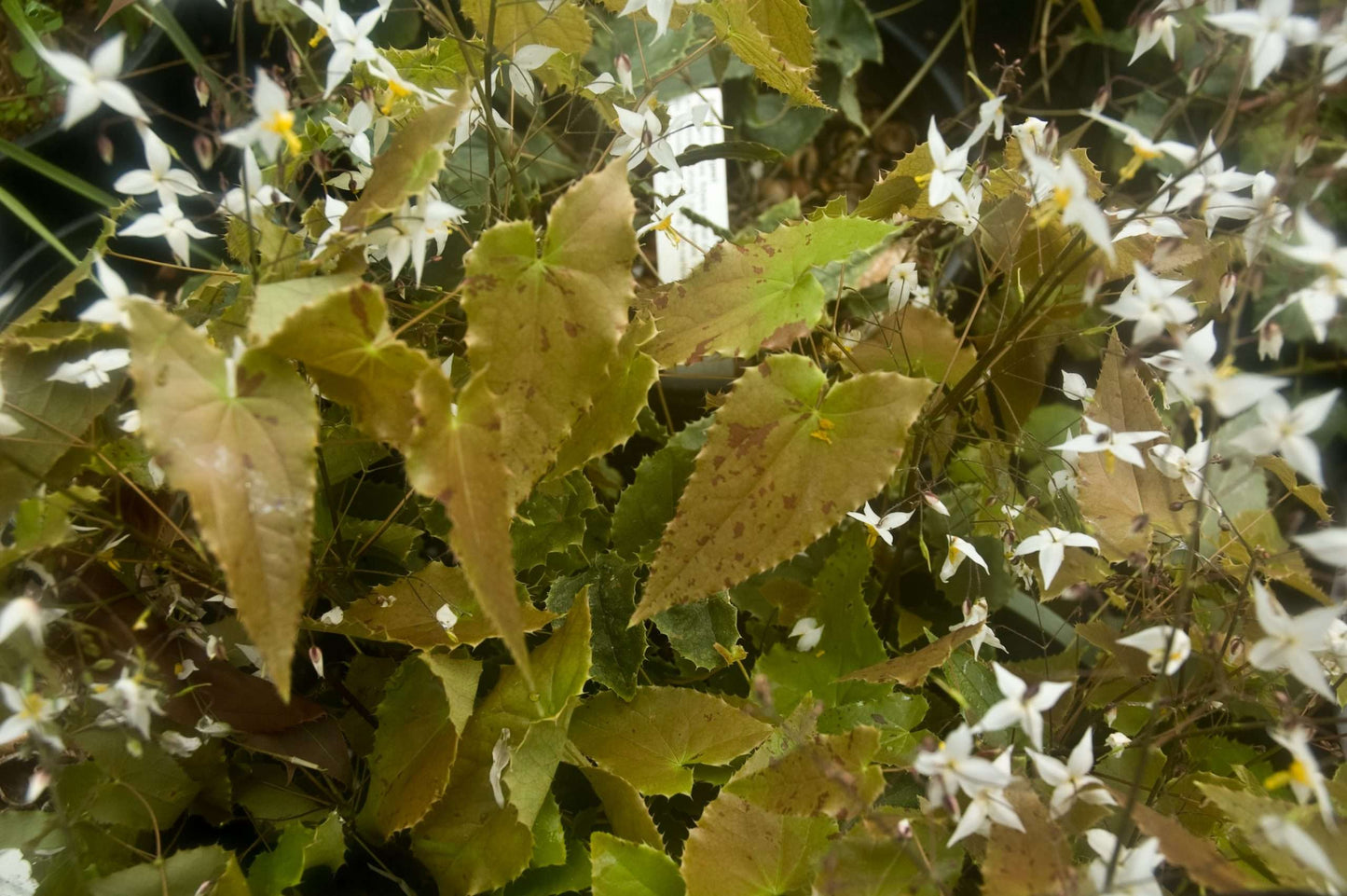 Epimedium fargesii