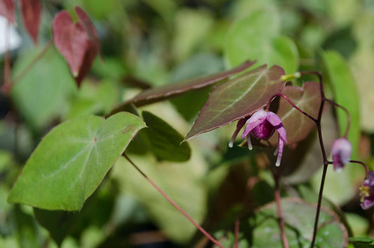 Epimedium 'Flamingo Dancer'