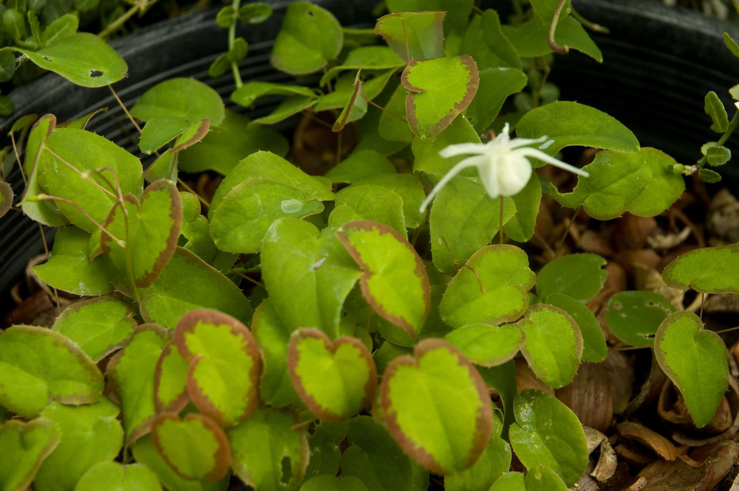 Epimedium grandiflorum 'Nanum'