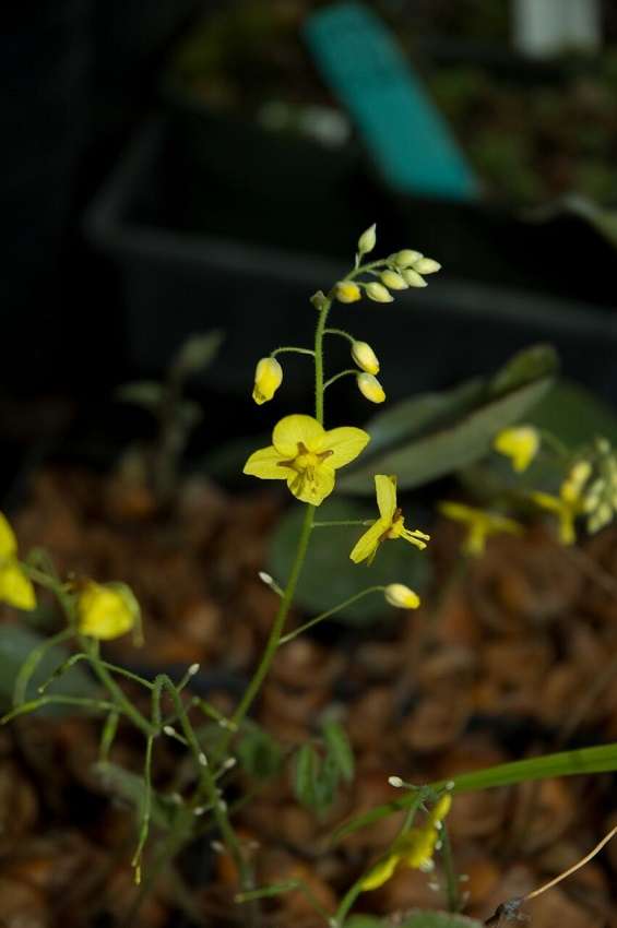 Epimedium pinnatum ssp. colchium