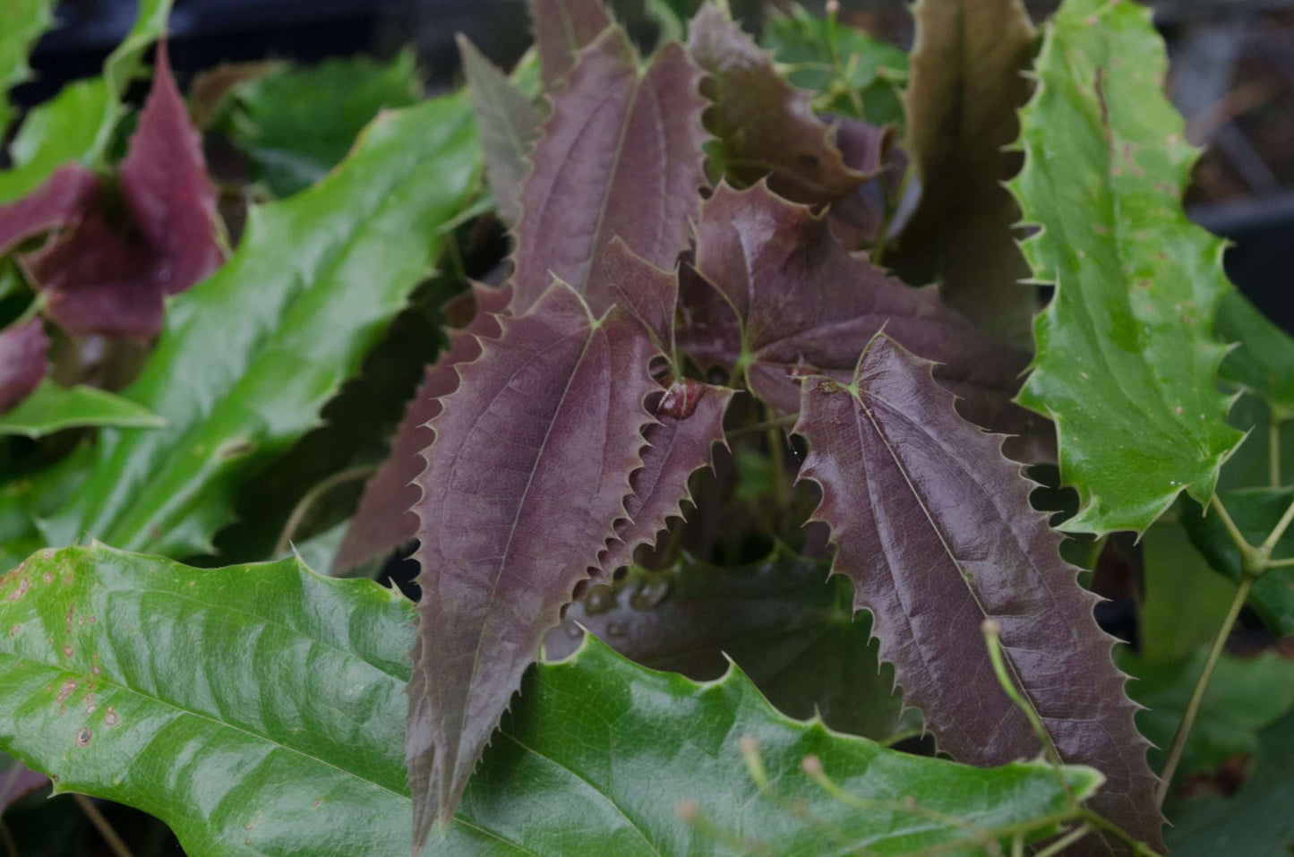 Epimedium 'Royal Dress'