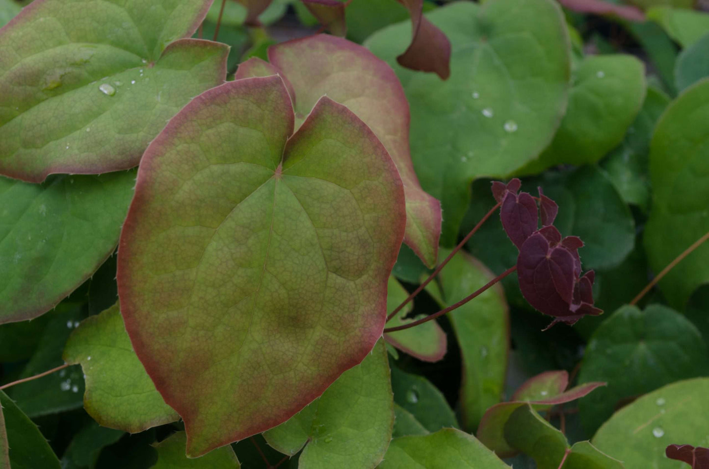 Epimedium grandiflorum f. violaceum 'Bronze Maiden'