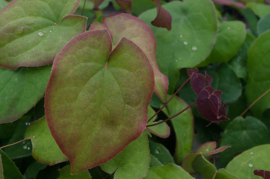 Epimedium grandiflorum f. violaceum 'Bronze Maiden'