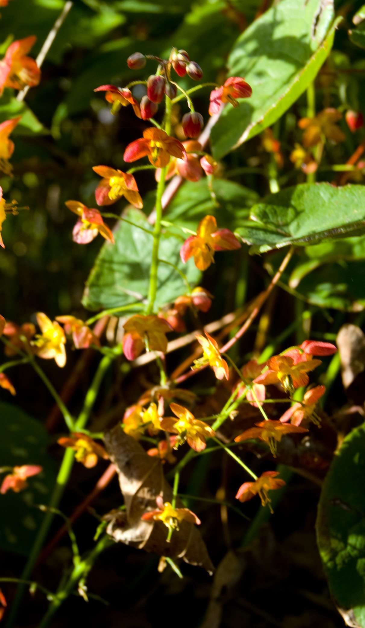 Epimedium x warleyense