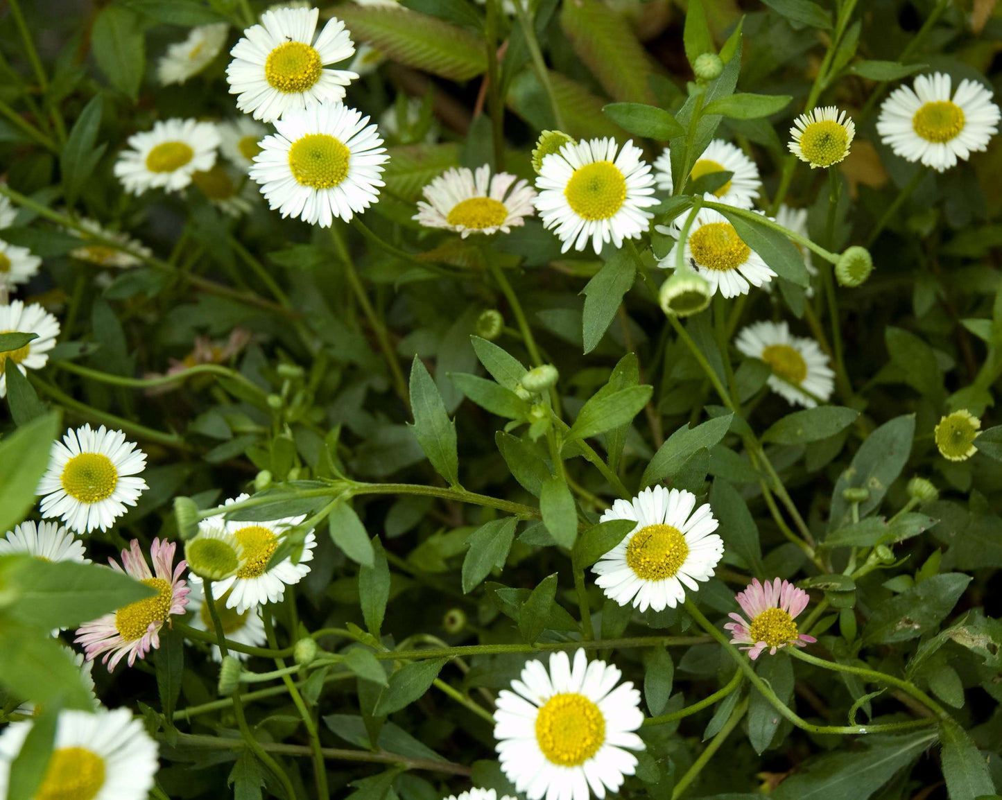 Erigeron karvinskianus