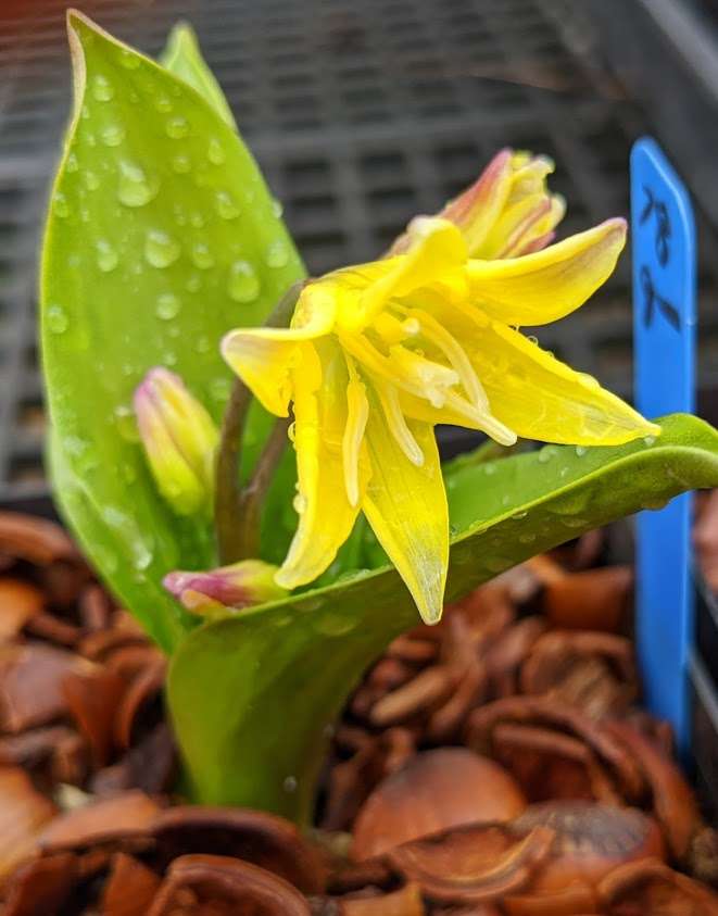 Erythronium 'Pagoda'