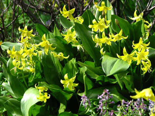 Erythronium 'Pagoda'