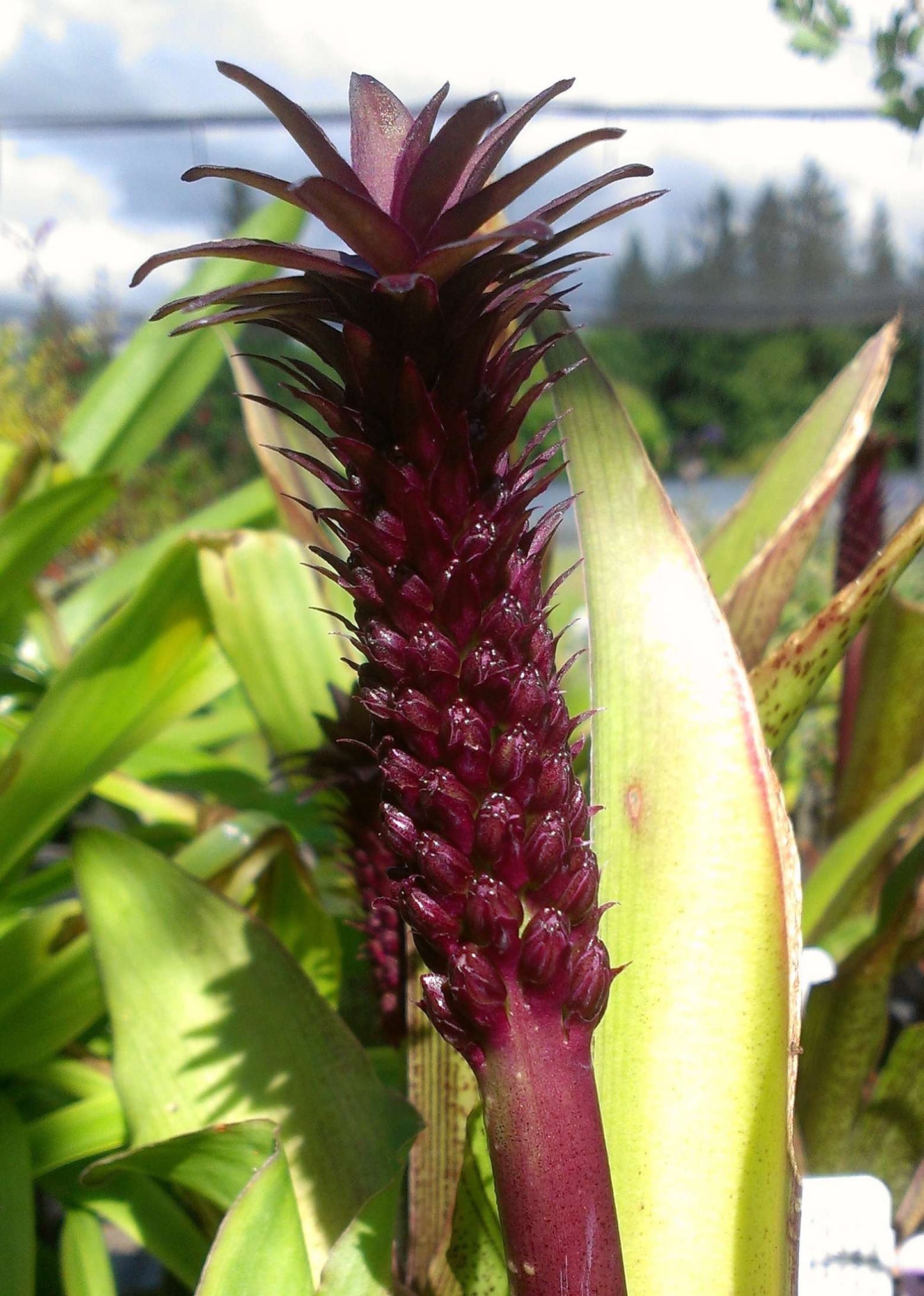 Eucomis 'Toffee'