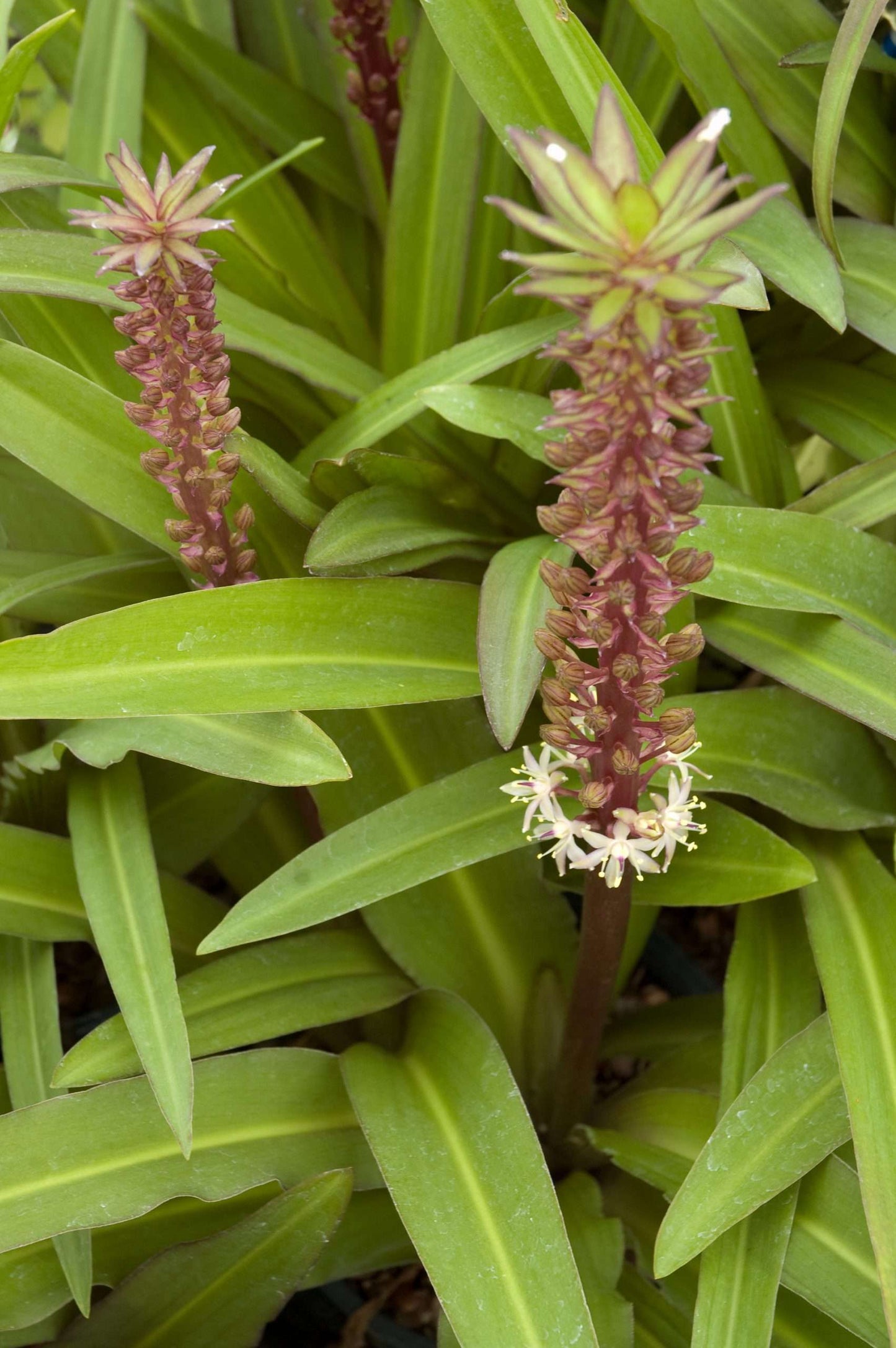 Eucomis 'Toffee'