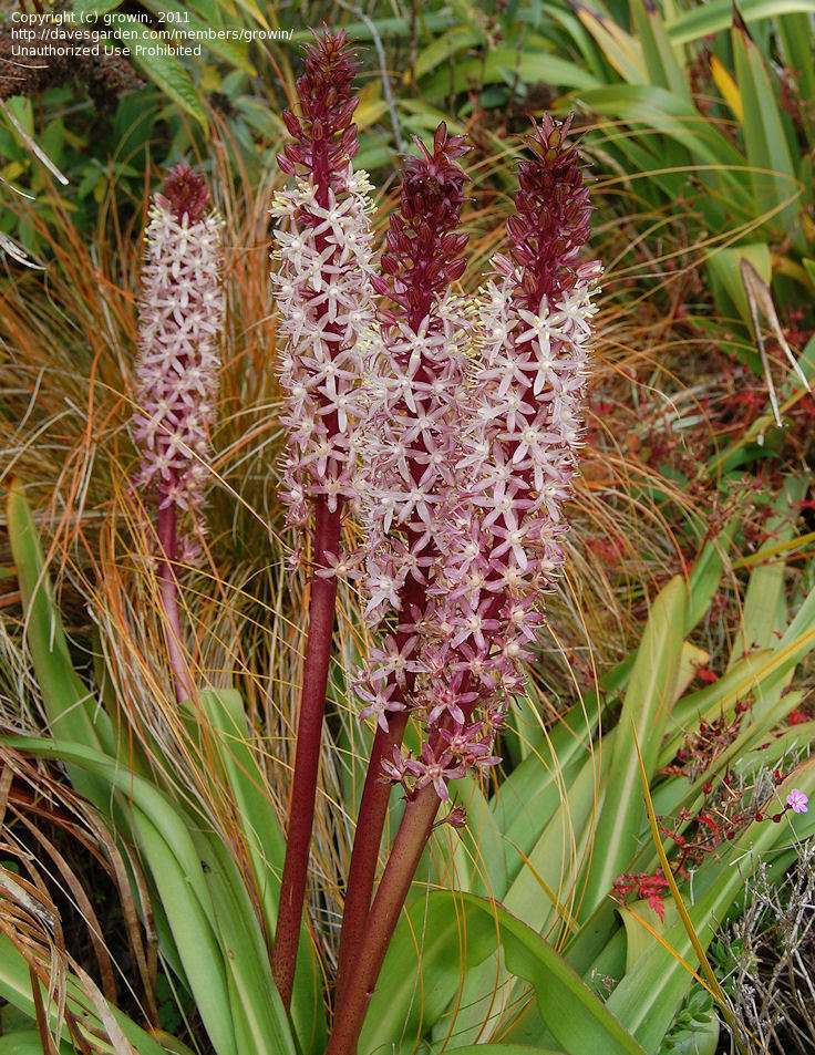 Eucomis 'Toffee'