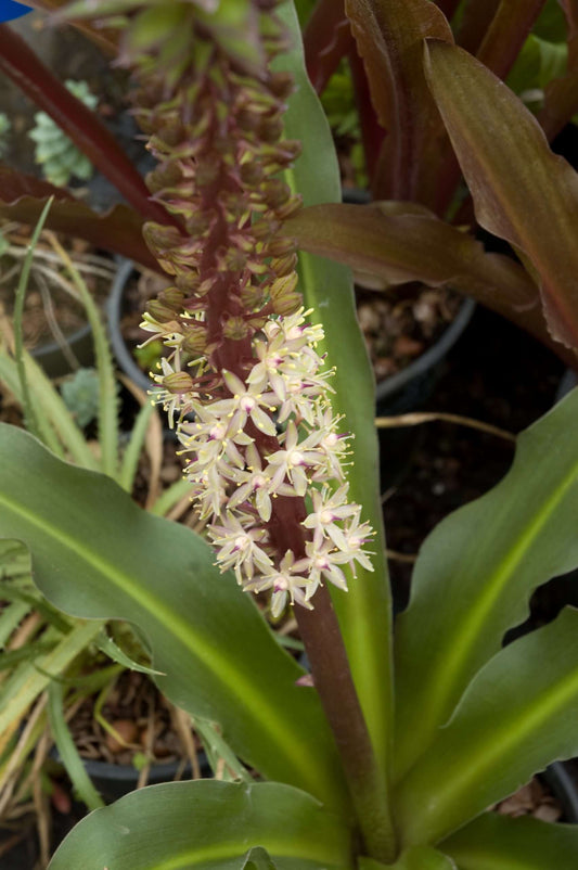 Eucomis 'Toffee'