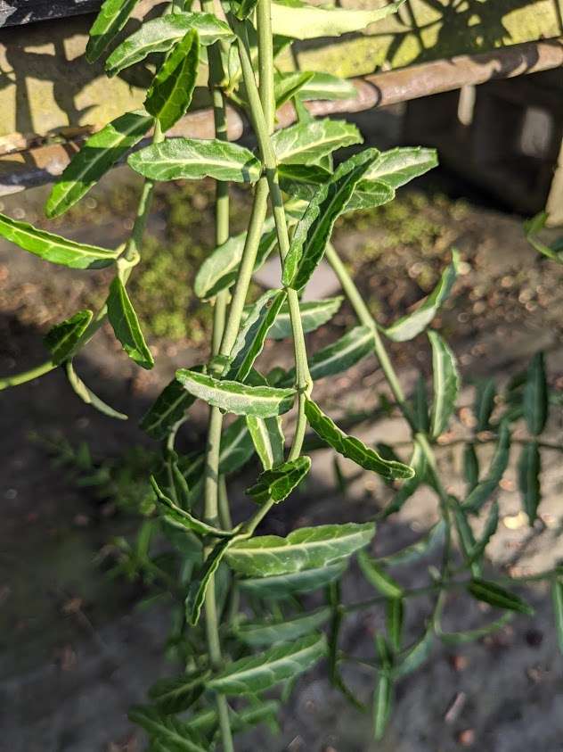 Euonymus fortunei 'Wolong Ghost'