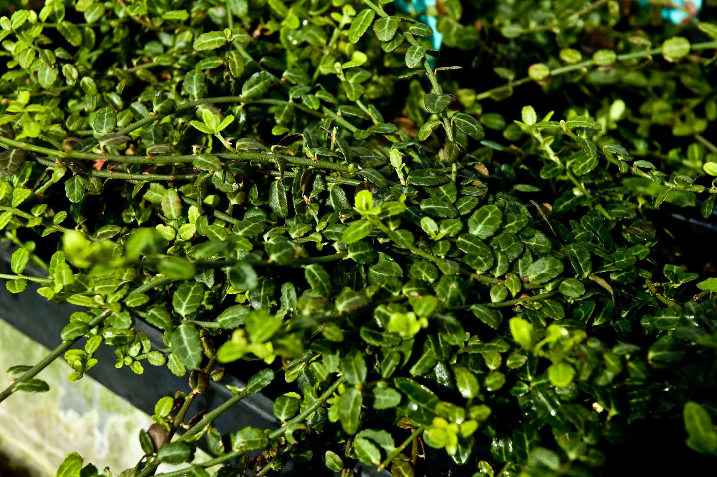 Euonymus fortunei 'Kewensis'