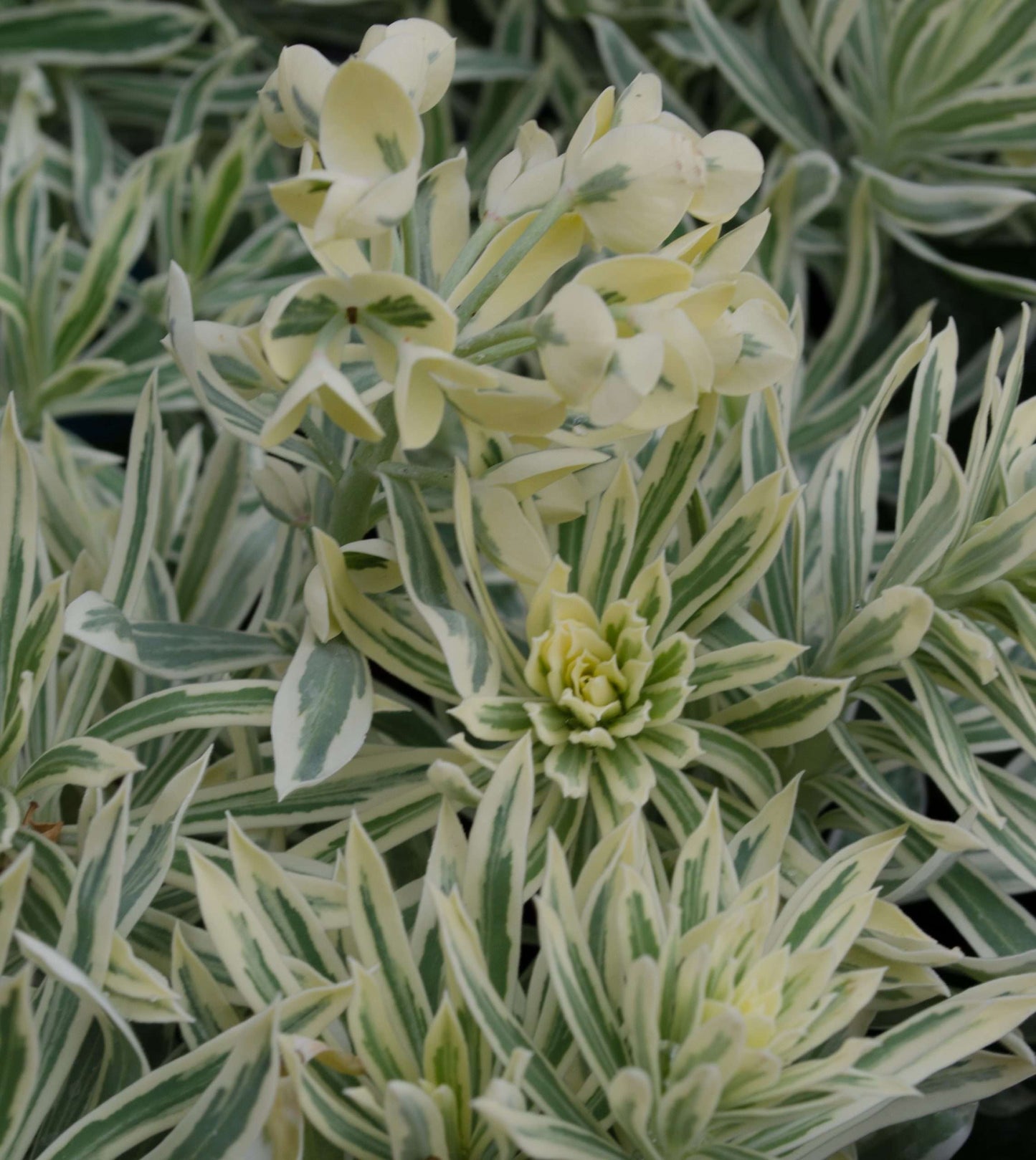 Euphorbia characias 'Tasmanian Tiger'
