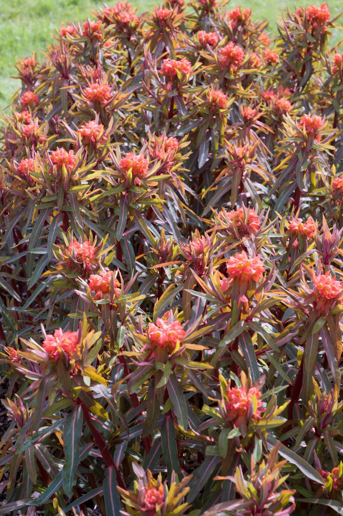 Euphorbia griffithii 'Fireglow'