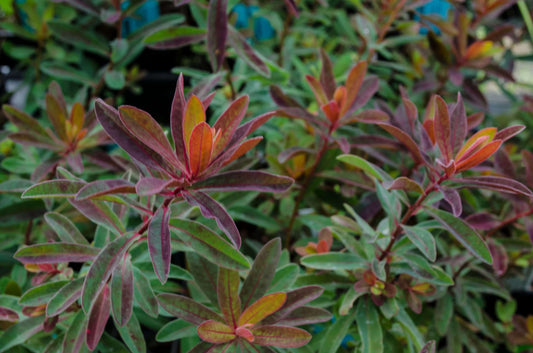 Euphorbia epithymoides 'Bonfire'
