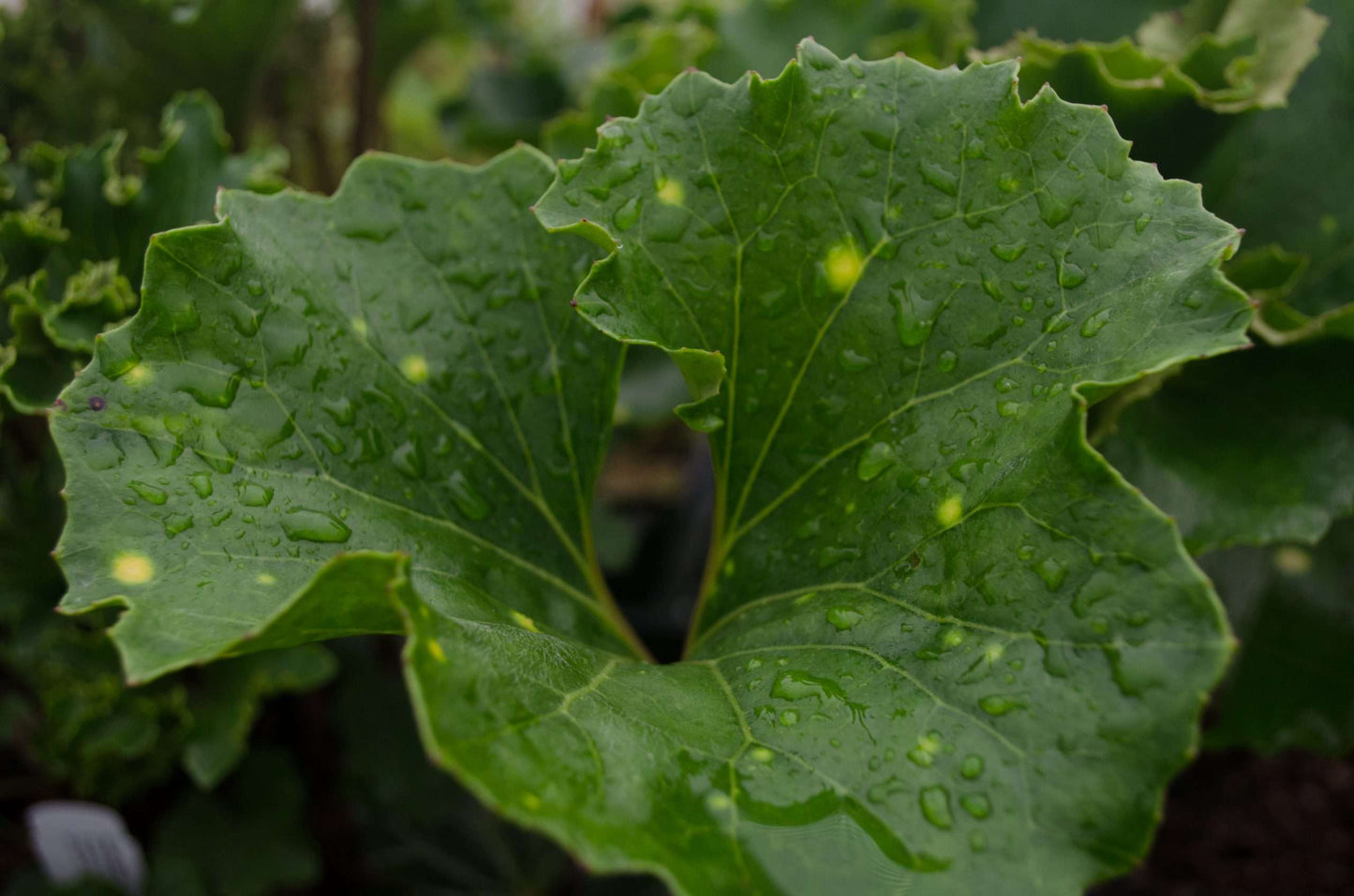 Farfugium japonicum 'Kagami Jishi'