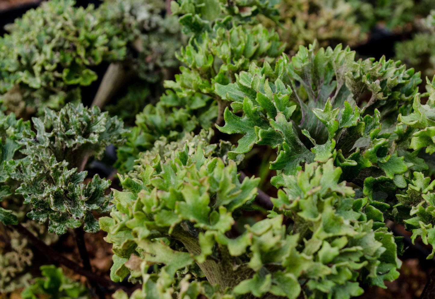 Farfugium japonicum 'Shishi Botan'