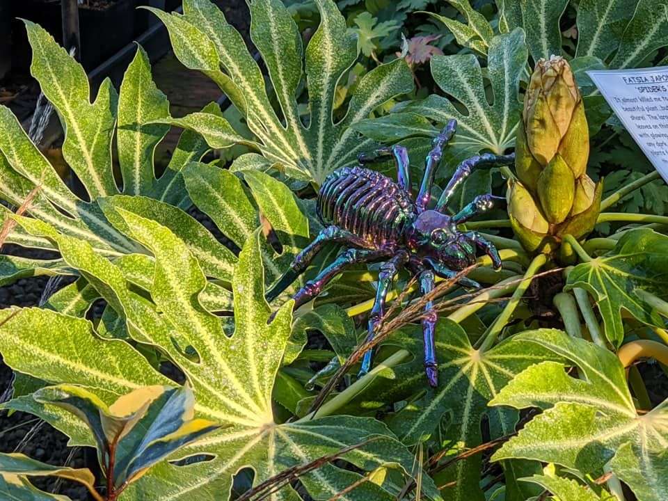 Fatsia japonica 'Spider's Web'