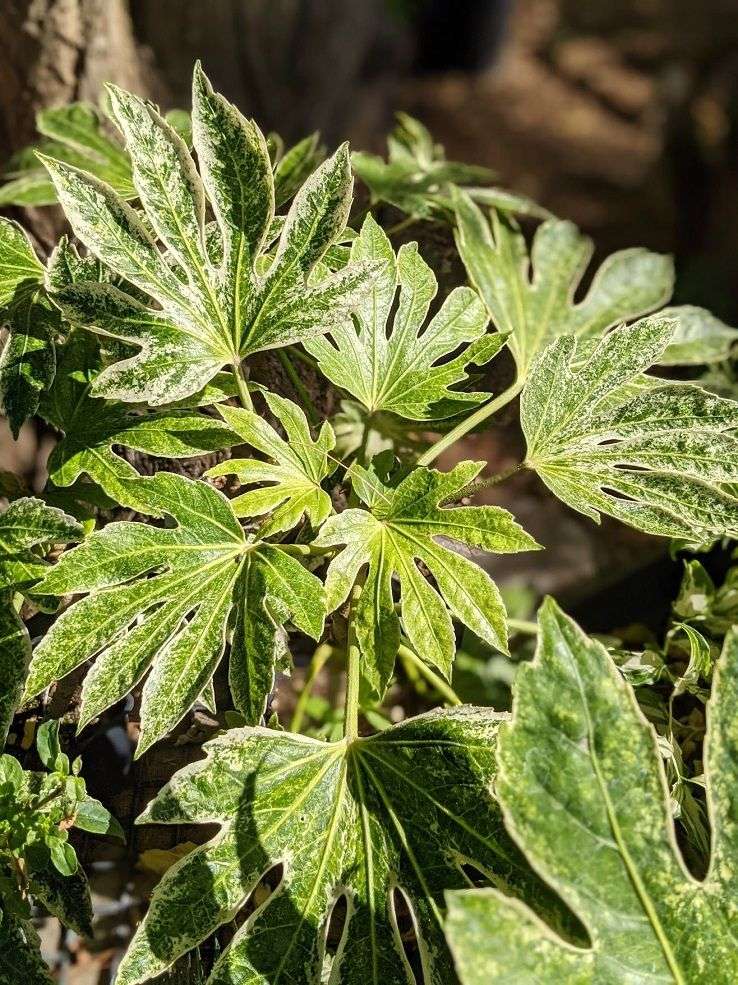 spider web on plant Fatsia japonica 'Spider's Web'