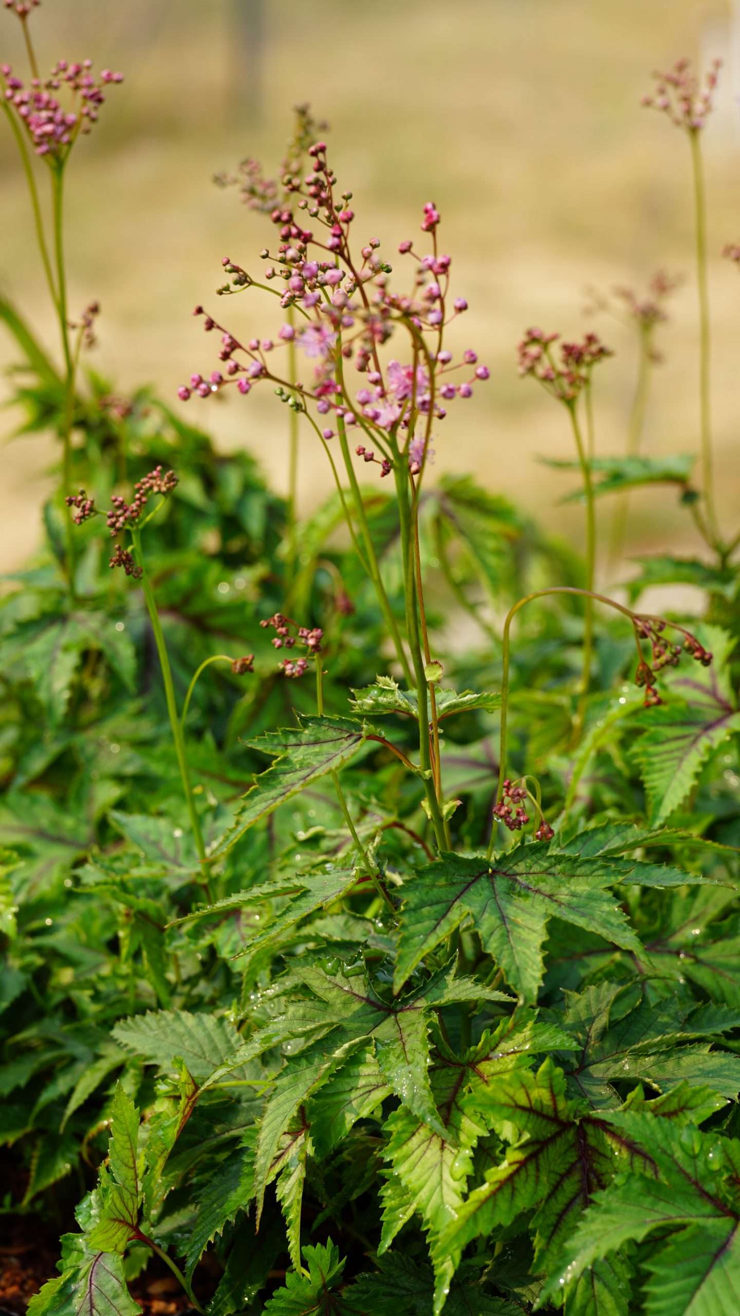 Filipendula Red Umbrellas