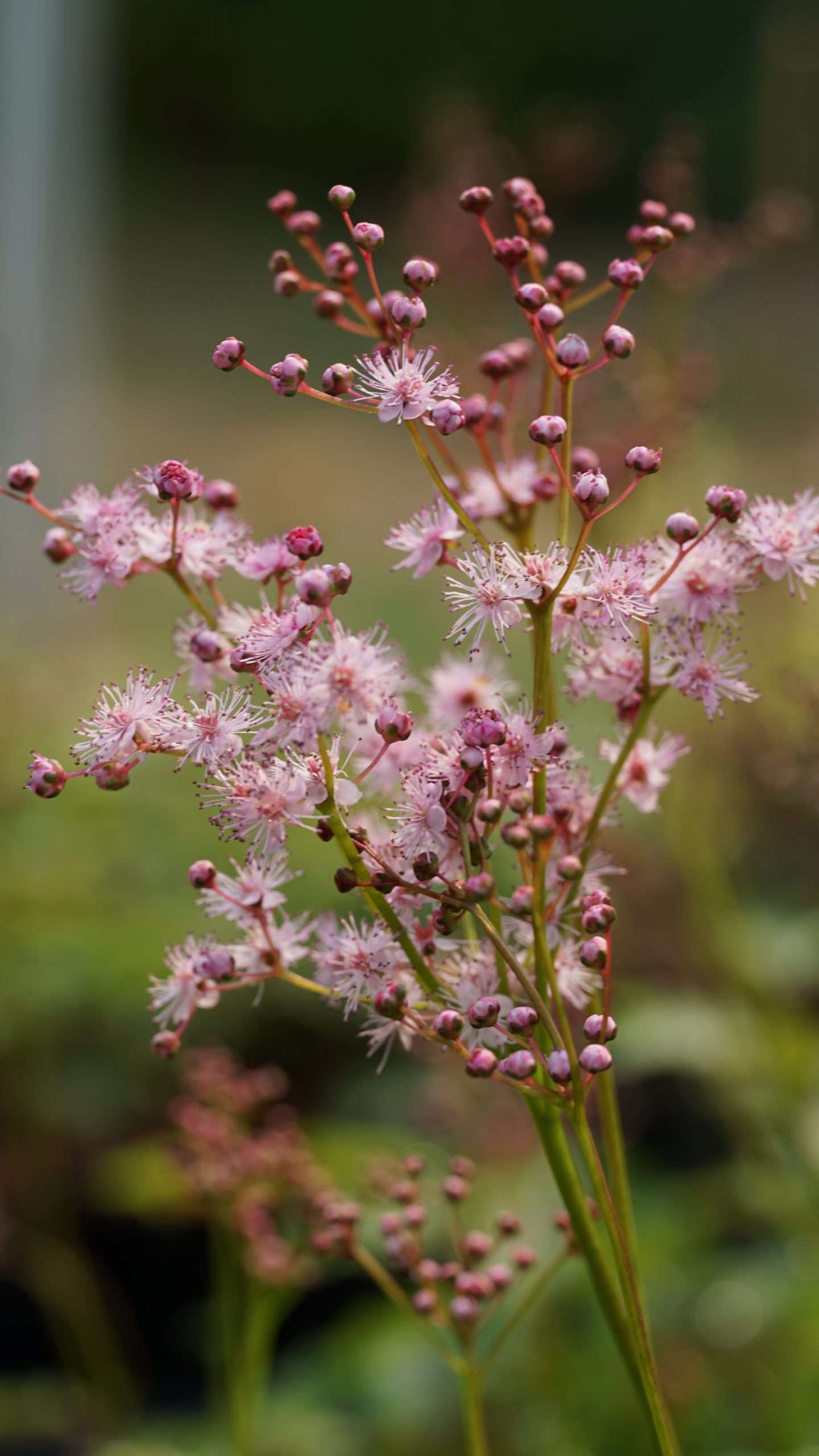 Filipendula Red Umbrellas