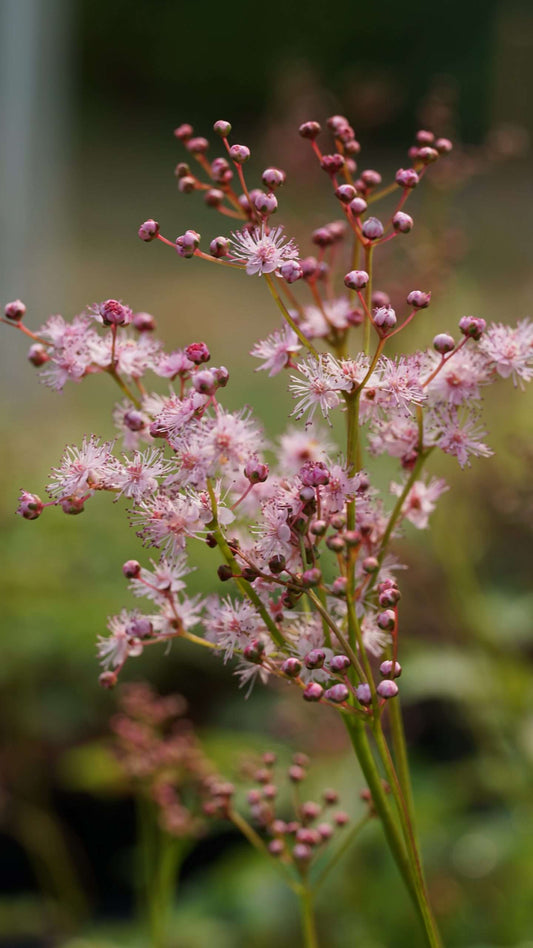 Filipendula Red Umbrellas