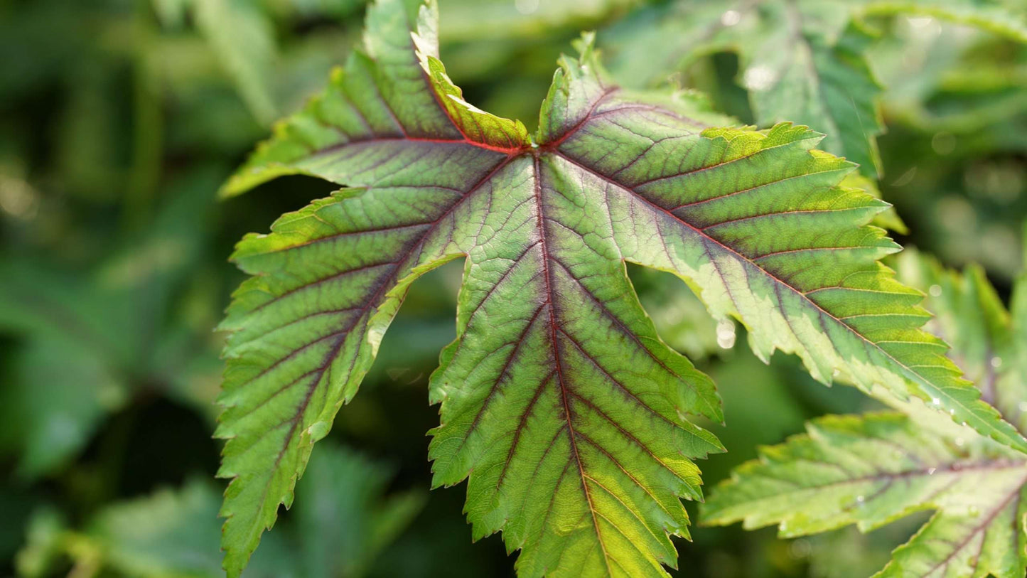 Filipendula Red Umbrellas