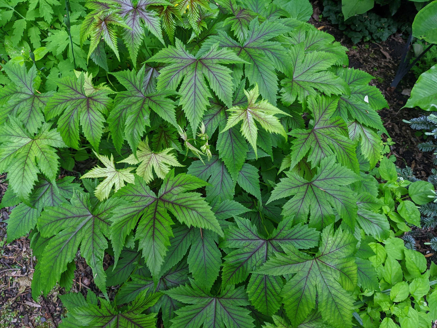 Filipendula Red Umbrellas