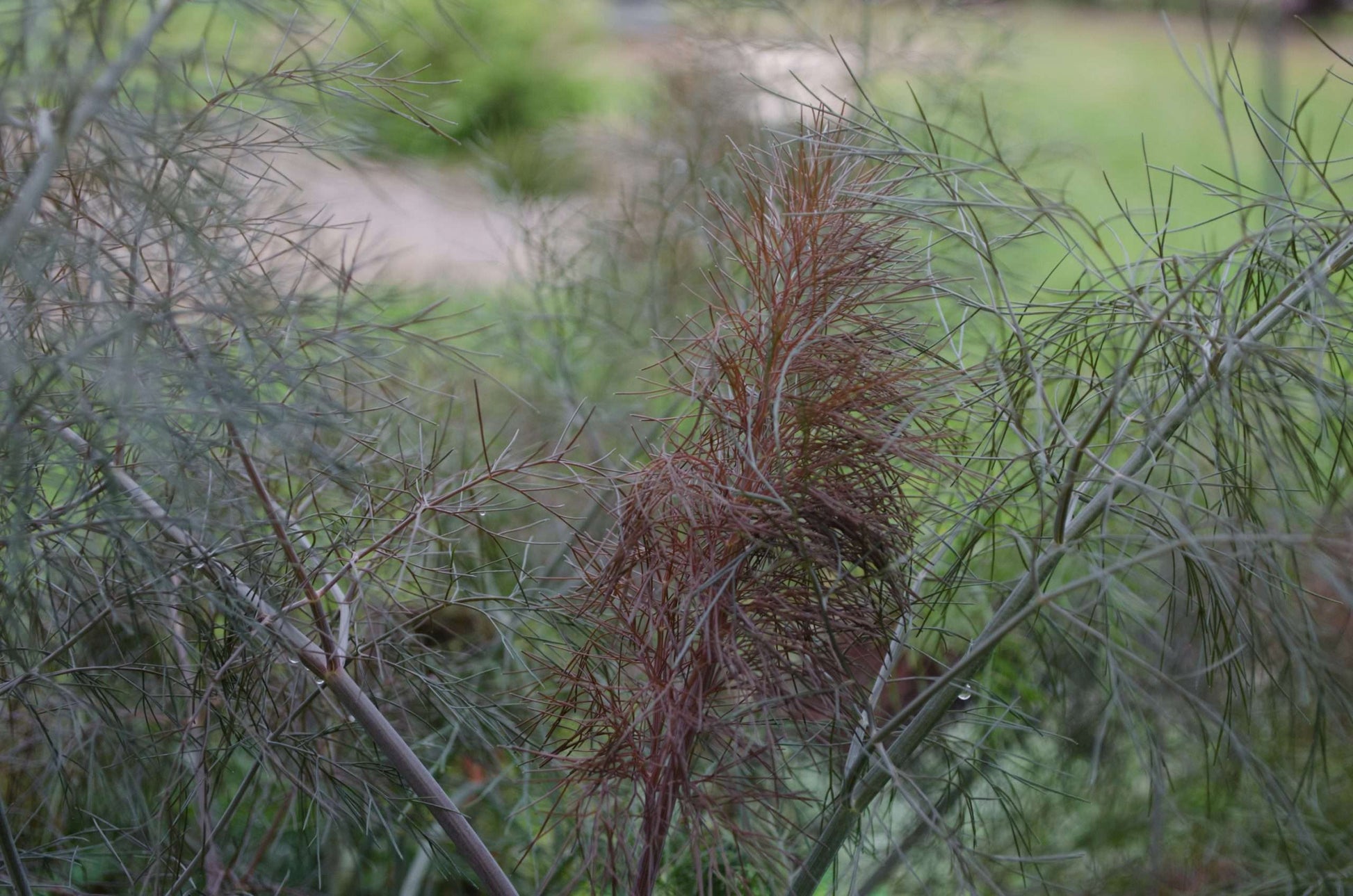 Foeniculum vulgaris 'Purpureum'