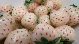 Fragaria chiloensis x virginia