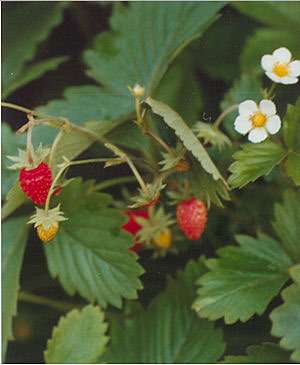 Fragaria vesca 'Sempervirens'