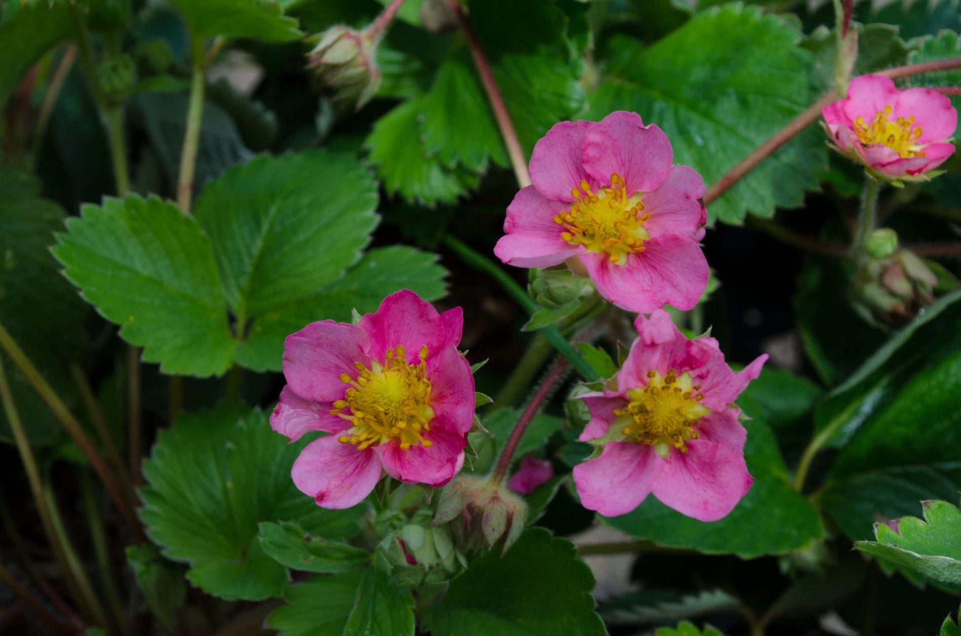 Fragaria x ananassa 'Toscana'