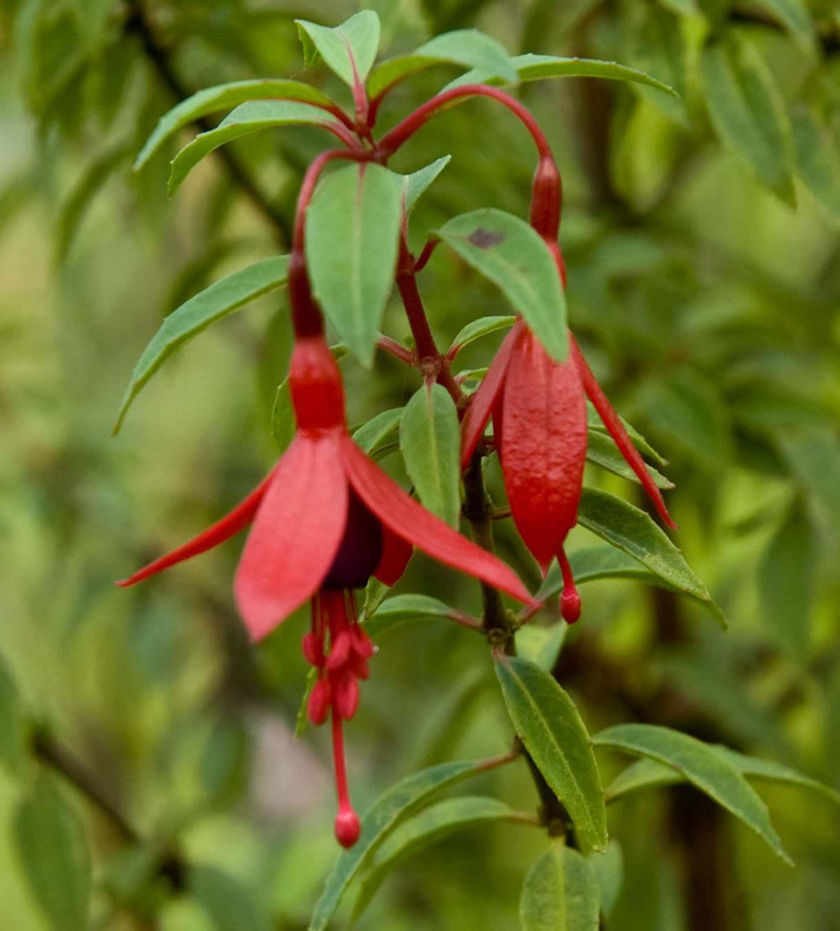 Fuchsia 'David'