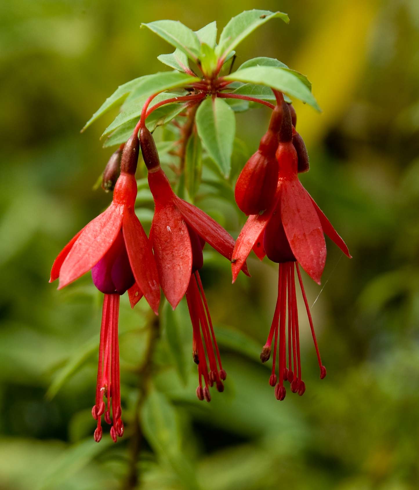 Fuchsia 'David'