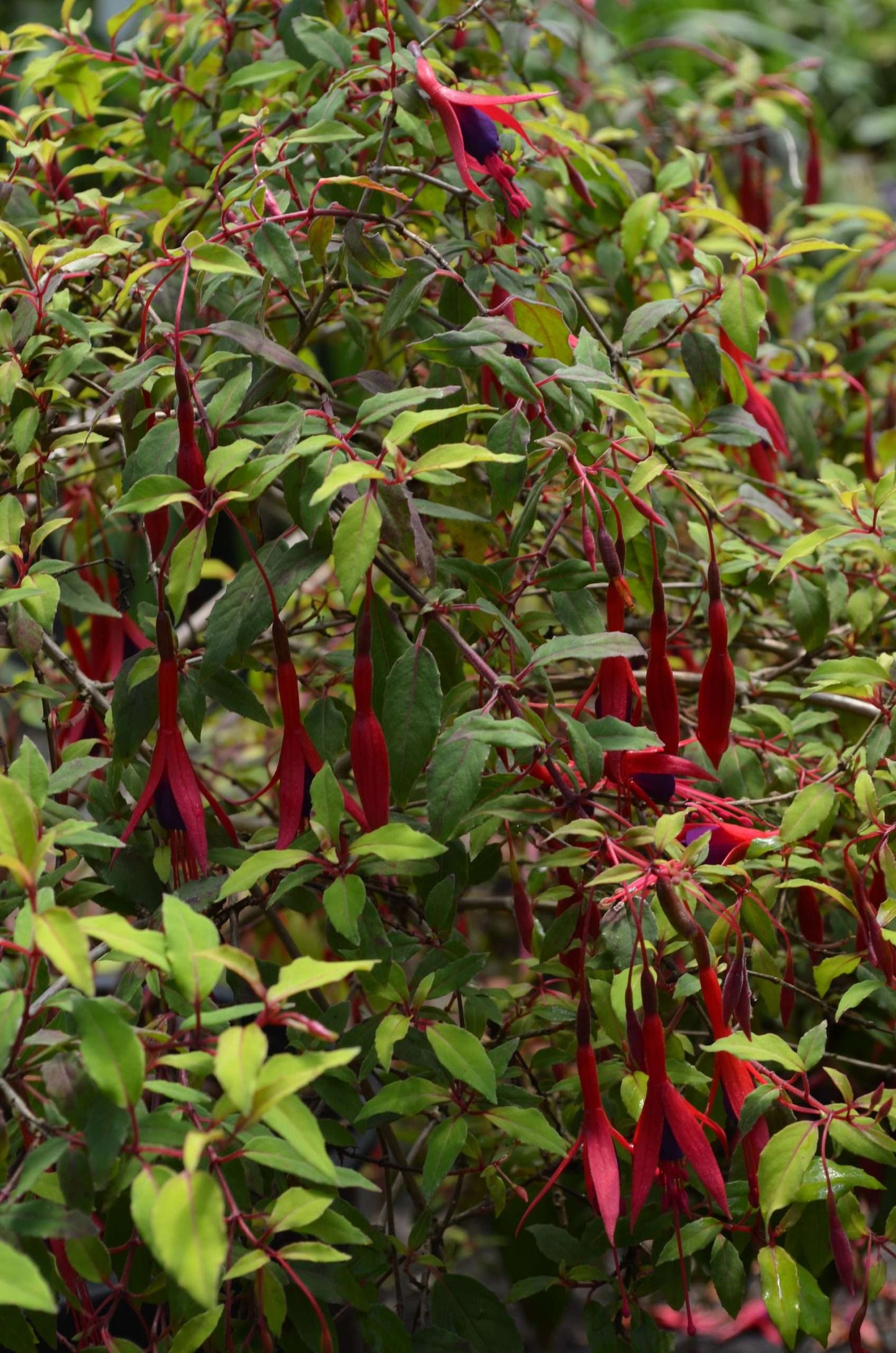 Fuchsia magellanica 'Aurea'