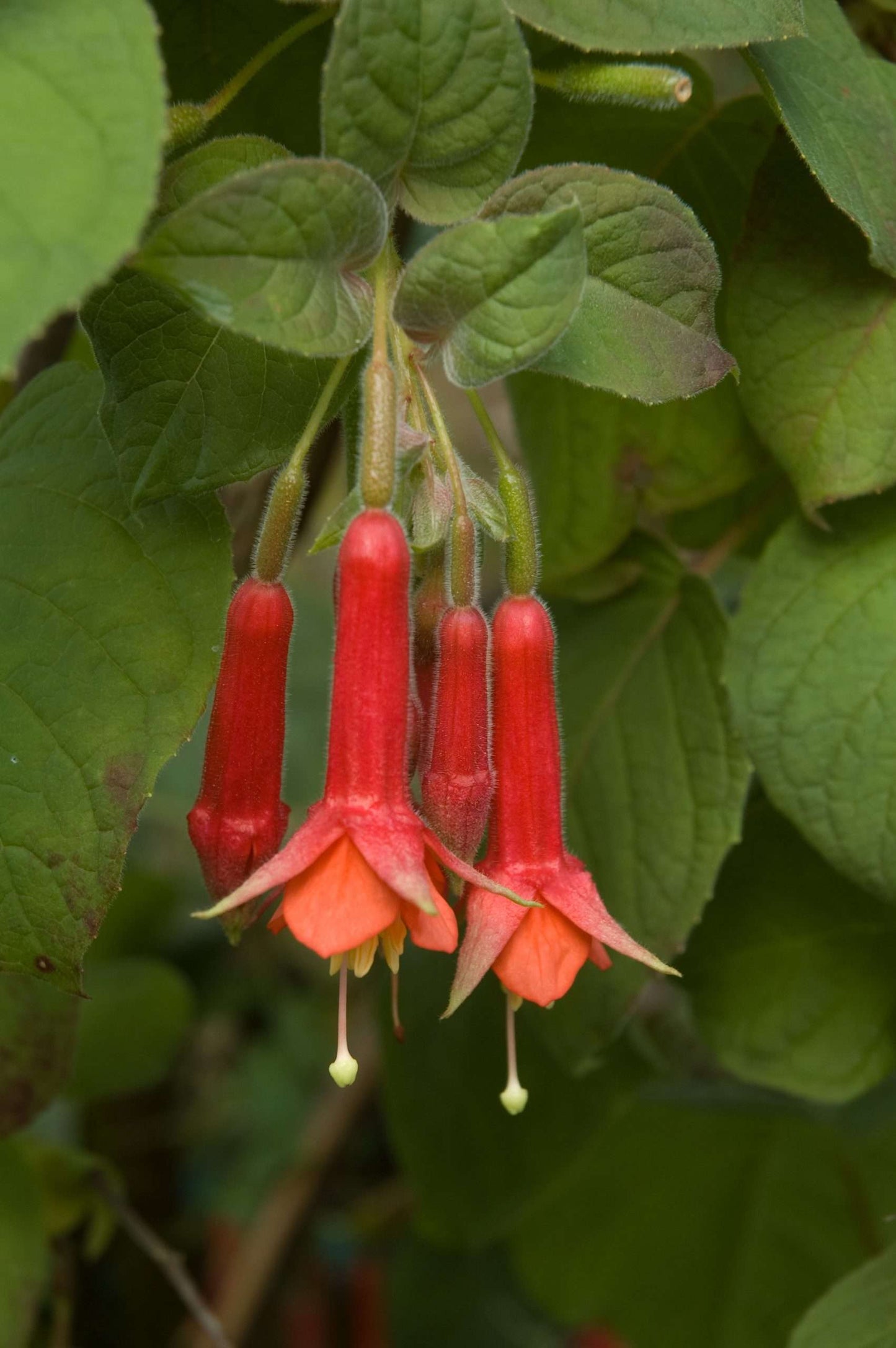 Fuchsia speciosa