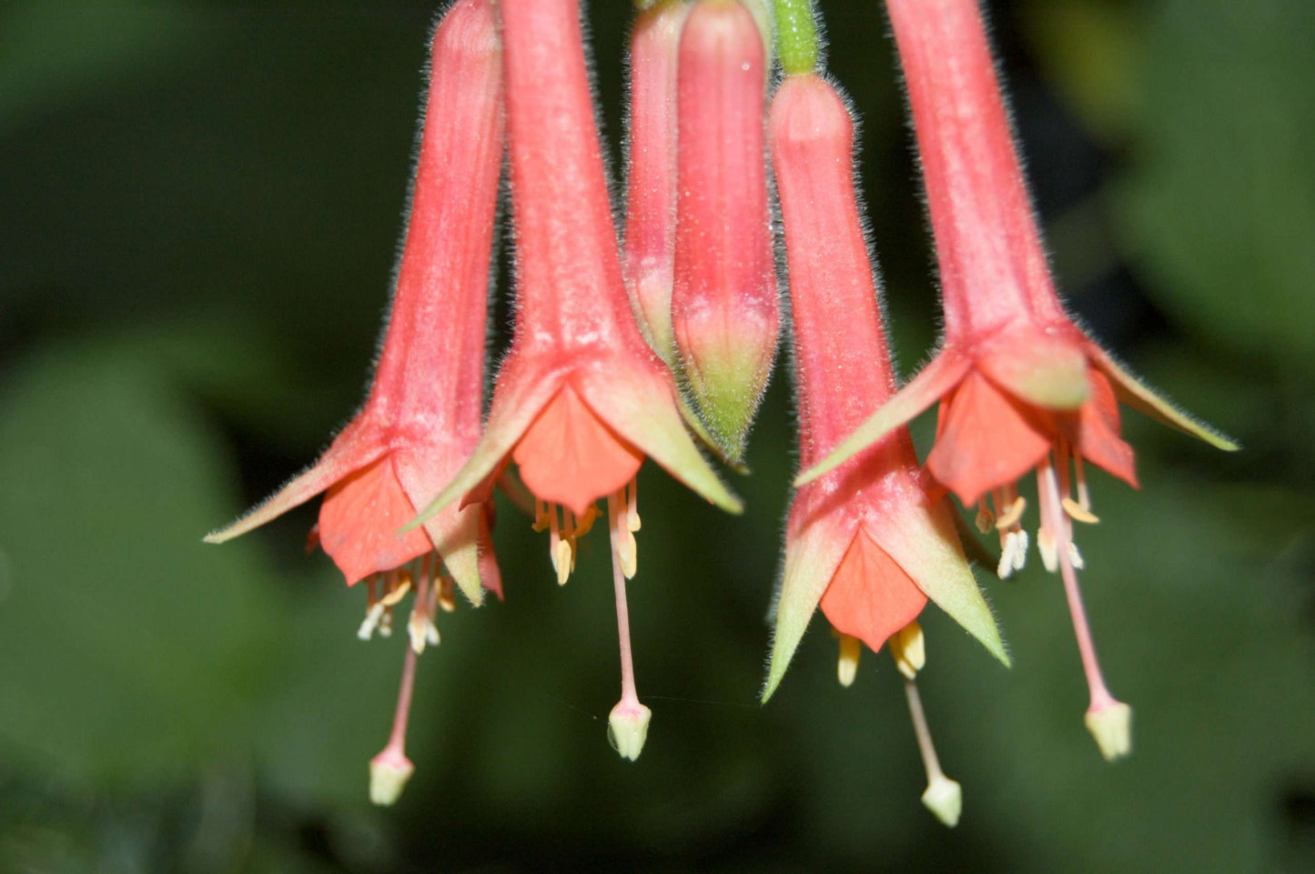 Fuchsia speciosa