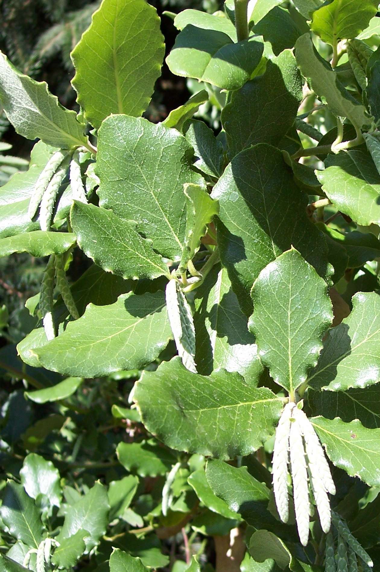 Garrya elliptica 'Evie'