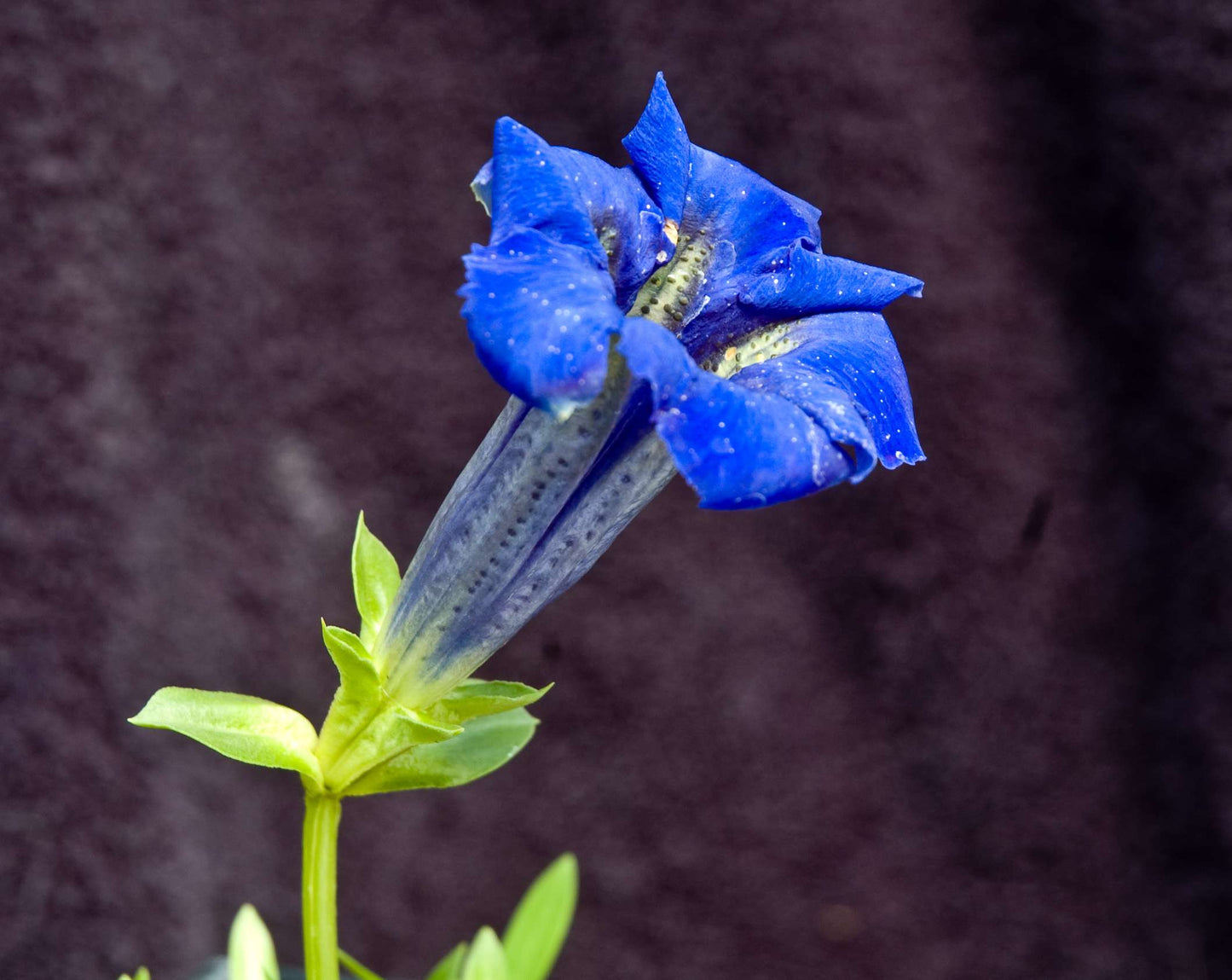 Gentiana acaulis 'Holzmann'