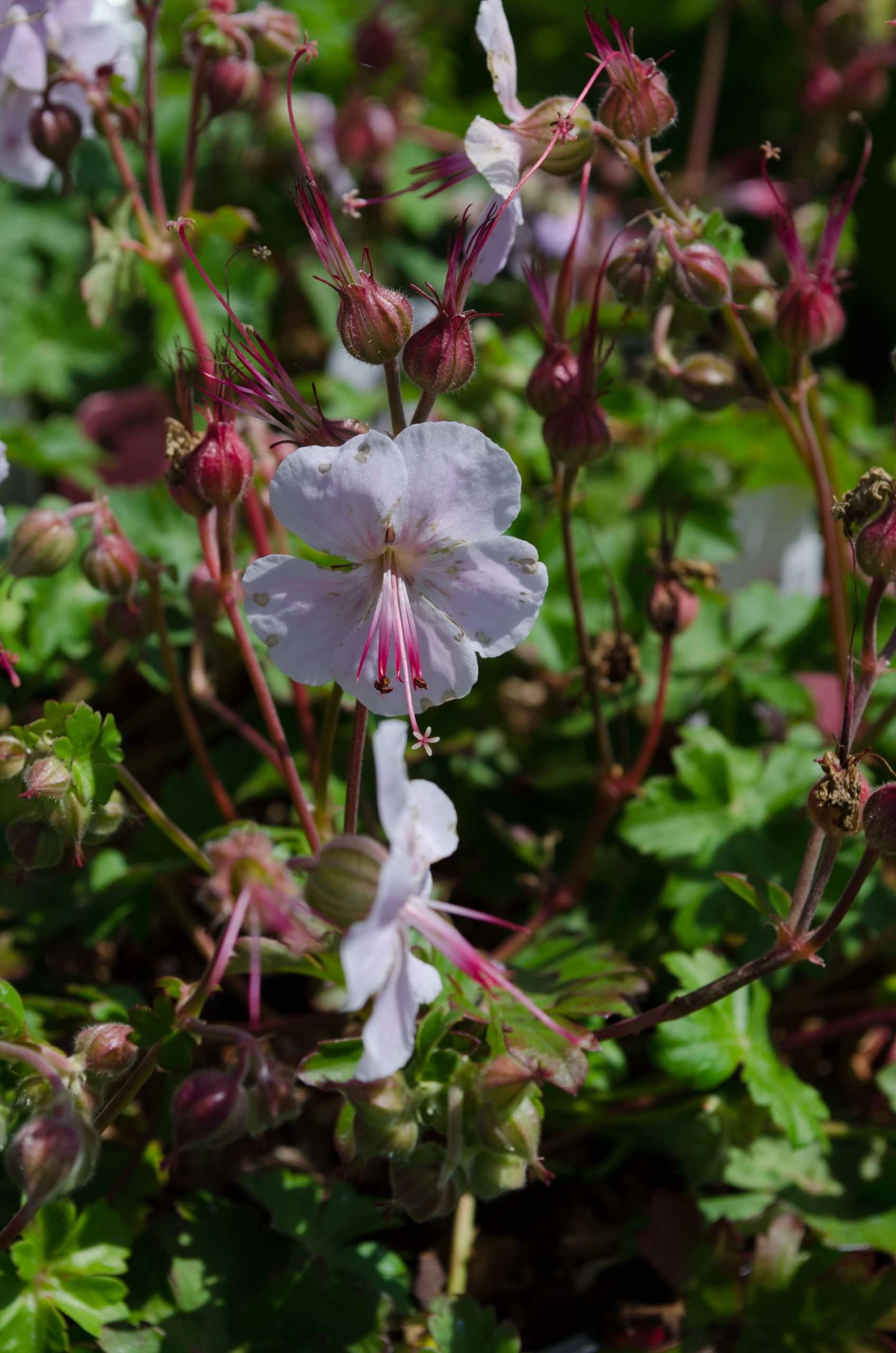 biokovo geranium seeds Geranium x cantabrigiense 'Biokovo'