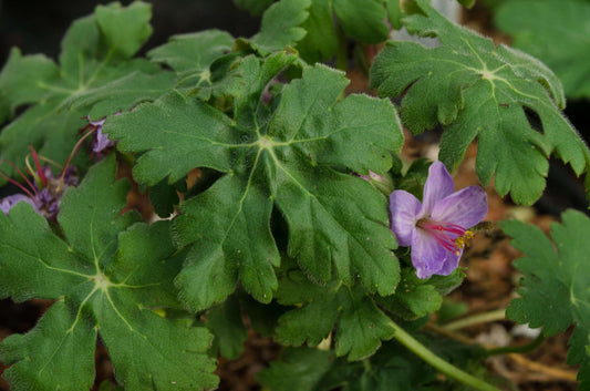 Geranium macrorrhizum 'Ingwersen's Variety'