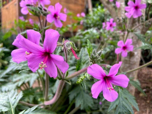 Geranium palmatum