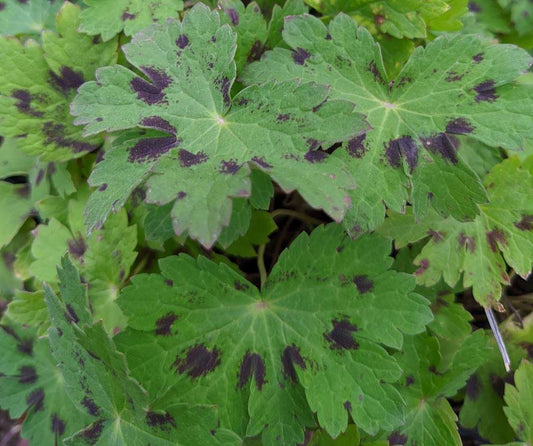 Geranium phaeum 'Samobor'