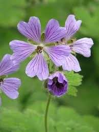 Geranium 'Philippe Vapelle'